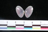 藏品(彩虹櫻蛤)的圖片